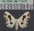  (Problepsis jasminae - BC_ZSM_Lep_116435)  @11 [ ] by-nc-sa (2023) SNSB, Staatliche Naturwissenschaftliche Sammlungen Bayerns ZSM (SNSB, Zoologische Staatssammlung Muenchen)