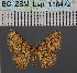  ( - BC_ZSM_Lep_116472)  @11 [ ] by-nc-sa (2023) SNSB, Staatliche Naturwissenschaftliche Sammlungen Bayerns ZSM (SNSB, Zoologische Staatssammlung Muenchen)