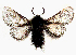  ( - BC_ZSM_Lep_117095)  @11 [ ] by-nc-sa (2023) SNSB, Staatliche Naturwissenschaftliche Sammlungen Bayerns ZSM (SNSB, Zoologische Staatssammlung Muenchen)