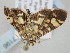  ( - BC_ZSM_Lep_117196)  @11 [ ] by-nc-sa (2023) SNSB, Staatliche Naturwissenschaftliche Sammlungen Bayerns ZSM (SNSB, Zoologische Staatssammlung Muenchen)