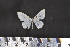  (Scopula sp. SK24 - BC_ZSM_Lep_117587)  @11 [ ] by-nc-sa (2023) SNSB, Staatliche Naturwissenschaftliche Sammlungen Bayerns ZSM (SNSB, Zoologische Staatssammlung Muenchen)