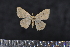  ( - BC_ZSM_Lep_117595)  @11 [ ] by-nc-sa (2023) SNSB, Staatliche Naturwissenschaftliche Sammlungen Bayerns ZSM (SNSB, Zoologische Staatssammlung Muenchen)