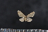  (Idaea sp. SK03 - BC_ZSM_Lep_117623)  @11 [ ] by-nc-sa (2023) SNSB, Staatliche Naturwissenschaftliche Sammlungen Bayerns ZSM (SNSB, Zoologische Staatssammlung Muenchen)