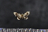  (Idaea macrospila - BC_ZSM_Lep_117629)  @11 [ ] by-nc-sa (2023) SNSB, Staatliche Naturwissenschaftliche Sammlungen Bayerns ZSM (SNSB, Zoologische Staatssammlung Muenchen)