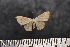  (Scopula sp. SK22 - BC_ZSM_Lep_117641)  @11 [ ] by-nc-sa (2023) SNSB, Staatliche Naturwissenschaftliche Sammlungen Bayerns ZSM (SNSB, Zoologische Staatssammlung Muenchen)