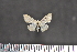  ( - BC_ZSM_Lep_117652)  @11 [ ] by-nc-sa (2023) SNSB, Staatliche Naturwissenschaftliche Sammlungen Bayerns ZSM (SNSB, Zoologische Staatssammlung Muenchen)