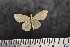  (Scopula sp. SK02 - BC_ZSM_Lep_117655)  @11 [ ] by-nc-sa (2023) SNSB, Staatliche Naturwissenschaftliche Sammlungen Bayerns ZSM (SNSB, Zoologische Staatssammlung Muenchen)