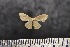  (Scopula sp. SK09 - BC_ZSM_Lep_117656)  @11 [ ] by-nc-sa (2023) SNSB, Staatliche Naturwissenschaftliche Sammlungen Bayerns ZSM (SNSB, Zoologische Staatssammlung Muenchen)
