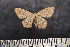  ( - BC_ZSM_Lep_117657)  @11 [ ] by-nc-sa (2023) SNSB, Staatliche Naturwissenschaftliche Sammlungen Bayerns ZSM (SNSB, Zoologische Staatssammlung Muenchen)