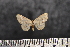  ( - BC_ZSM_Lep_117658)  @11 [ ] by-nc-sa (2023) SNSB, Staatliche Naturwissenschaftliche Sammlungen Bayerns ZSM (SNSB, Zoologische Staatssammlung Muenchen)