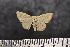  (Scopula sp. SK16 - BC_ZSM_Lep_117659)  @11 [ ] by-nc-sa (2023) SNSB, Staatliche Naturwissenschaftliche Sammlungen Bayerns ZSM (SNSB, Zoologische Staatssammlung Muenchen)