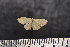  ( - BC_ZSM_Lep_117660)  @11 [ ] by-nc-sa (2023) SNSB, Staatliche Naturwissenschaftliche Sammlungen Bayerns ZSM (SNSB, Zoologische Staatssammlung Muenchen)