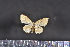  (Scopula sp. SK18 - BC_ZSM_Lep_117665)  @11 [ ] by-nc-sa (2023) SNSB, Staatliche Naturwissenschaftliche Sammlungen Bayerns ZSM (SNSB, Zoologische Staatssammlung Muenchen)