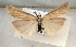  ( - BC_ZSM_Lep_117668)  @11 [ ] by-nc-sa (2023) SNSB, Staatliche Naturwissenschaftliche Sammlungen Bayerns ZSM (SNSB, Zoologische Staatssammlung Muenchen)
