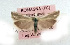  ( - BC_ZSM_Lep_117673)  @11 [ ] by-nc-sa (2023) SNSB, Staatliche Naturwissenschaftliche Sammlungen Bayerns ZSM (SNSB, Zoologische Staatssammlung Muenchen)