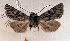  ( - BC_ZSM_Lep_117680)  @11 [ ] by-nc-sa (2023) SNSB, Staatliche Naturwissenschaftliche Sammlungen Bayerns ZSM (SNSB, Zoologische Staatssammlung Muenchen)