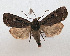  ( - BC_ZSM_Lep_117689)  @11 [ ] by-nc-sa (2023) SNSB, Staatliche Naturwissenschaftliche Sammlungen Bayerns ZSM (SNSB, Zoologische Staatssammlung Muenchen)