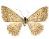  ( - BC_ZSM_Lep_117695)  @11 [ ] by-nc-sa (2023) SNSB, Staatliche Naturwissenschaftliche Sammlungen Bayerns ZSM (SNSB, Zoologische Staatssammlung Muenchen)