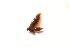  ( - BC_ZSM_Lep_116027)  @11 [ ] by-nc-sa (2023) SNSB, Staatliche Naturwissenschaftliche Sammlungen Bayerns ZSM (SNSB, Zoologische Staatssammlung Muenchen)