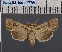  ( - BC_ZSM_Lep_117766)  @11 [ ] by-nc-sa (2023) SNSB, Staatliche Naturwissenschaftliche Sammlungen Bayerns ZSM (SNSB, Zoologische Staatssammlung Muenchen)