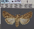  ( - BC_ZSM_Lep_117767)  @11 [ ] by-nc-sa (2023) SNSB, Staatliche Naturwissenschaftliche Sammlungen Bayerns ZSM (SNSB, Zoologische Staatssammlung Muenchen)