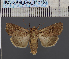  ( - BC_ZSM_Lep_117769)  @11 [ ] by-nc-sa (2023) SNSB, Staatliche Naturwissenschaftliche Sammlungen Bayerns ZSM (SNSB, Zoologische Staatssammlung Muenchen)