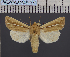  ( - BC_ZSM_Lep_117770)  @11 [ ] by-nc-sa (2023) SNSB, Staatliche Naturwissenschaftliche Sammlungen Bayerns ZSM (SNSB, Zoologische Staatssammlung Muenchen)