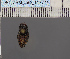  ( - BC_ZSM_Lep_117774)  @11 [ ] by-nc-sa (2023) SNSB, Staatliche Naturwissenschaftliche Sammlungen Bayerns ZSM (SNSB, Zoologische Staatssammlung Muenchen)
