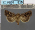  ( - BC_ZSM_Lep_117776)  @11 [ ] by-nc-sa (2023) SNSB, Staatliche Naturwissenschaftliche Sammlungen Bayerns ZSM (SNSB, Zoologische Staatssammlung Muenchen)