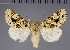  ( - BC_ZSM_Lep_117798)  @11 [ ] by-nc-sa (2023) SNSB, Staatliche Naturwissenschaftliche Sammlungen Bayerns ZSM (SNSB, Zoologische Staatssammlung Muenchen)
