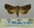  ( - BC_ZSM_Lep_117828)  @11 [ ] by-nc-sa (2023) SNSB, Staatliche Naturwissenschaftliche Sammlungen Bayerns ZSM (SNSB, Zoologische Staatssammlung Muenchen)