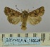  ( - BC_ZSM_Lep_117829)  @11 [ ] by-nc-sa (2023) SNSB, Staatliche Naturwissenschaftliche Sammlungen Bayerns ZSM (SNSB, Zoologische Staatssammlung Muenchen)