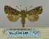  ( - BC_ZSM_Lep_117832)  @11 [ ] by-nc-sa (2023) SNSB, Staatliche Naturwissenschaftliche Sammlungen Bayerns ZSM (SNSB, Zoologische Staatssammlung Muenchen)