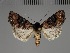  ( - BC_ZSM_Lep_117834)  @11 [ ] by-nc-sa (2023) SNSB, Staatliche Naturwissenschaftliche Sammlungen Bayerns ZSM (SNSB, Zoologische Staatssammlung Muenchen)