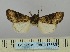  ( - BC_ZSM_Lep_117835)  @11 [ ] by-nc-sa (2023) SNSB, Staatliche Naturwissenschaftliche Sammlungen Bayerns ZSM (SNSB, Zoologische Staatssammlung Muenchen)