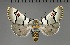  ( - BC_ZSM_Lep_117846)  @11 [ ] by-nc-sa (2023) SNSB, Staatliche Naturwissenschaftliche Sammlungen Bayerns ZSM (SNSB, Zoologische Staatssammlung Muenchen)