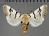  ( - BC_ZSM_Lep_117847)  @11 [ ] by-nc-sa (2023) SNSB, Staatliche Naturwissenschaftliche Sammlungen Bayerns ZSM (SNSB, Zoologische Staatssammlung Muenchen)