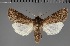  ( - BC_ZSM_Lep_117849)  @11 [ ] by-nc-sa (2023) SNSB, Staatliche Naturwissenschaftliche Sammlungen Bayerns ZSM (SNSB, Zoologische Staatssammlung Muenchen)