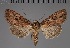  ( - BC_ZSM_Lep_117855)  @11 [ ] by-nc-sa (2023) SNSB, Staatliche Naturwissenschaftliche Sammlungen Bayerns ZSM (SNSB, Zoologische Staatssammlung Muenchen)