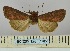  ( - BC_ZSM_Lep_117856)  @11 [ ] by-nc-sa (2023) SNSB, Staatliche Naturwissenschaftliche Sammlungen Bayerns ZSM (SNSB, Zoologische Staatssammlung Muenchen)