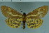  ( - BC_ZSM_Lep_118525)  @11 [ ] by-nc-sa (2023) SNSB, Staatliche Naturwissenschaftliche Sammlungen Bayerns ZSM (SNSB, Zoologische Staatssammlung Muenchen)