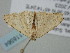  ( - BC_ZSM_Lep_118564)  @11 [ ] by-nc-sa (2023) SNSB, Staatliche Naturwissenschaftliche Sammlungen Bayerns ZSM (SNSB, Zoologische Staatssammlung Muenchen)