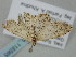  ( - BC_ZSM_Lep_118565)  @11 [ ] by-nc-sa (2023) SNSB, Staatliche Naturwissenschaftliche Sammlungen Bayerns ZSM (SNSB, Zoologische Staatssammlung Muenchen)