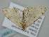 ( - BC_ZSM_Lep_118567)  @11 [ ] by-nc-sa (2023) SNSB, Staatliche Naturwissenschaftliche Sammlungen Bayerns ZSM (SNSB, Zoologische Staatssammlung Muenchen)