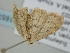  ( - BC_ZSM_Lep_118571)  @11 [ ] by-nc-sa (2023) SNSB, Staatliche Naturwissenschaftliche Sammlungen Bayerns ZSM (SNSB, Zoologische Staatssammlung Muenchen)