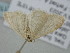  ( - BC_ZSM_Lep_118578)  @11 [ ] by-nc-sa (2023) SNSB, Staatliche Naturwissenschaftliche Sammlungen Bayerns ZSM (SNSB, Zoologische Staatssammlung Muenchen)