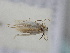  ( - BC_ZSM_Lep_118657)  @11 [ ] by-nc-sa (2023) SNSB, Staatliche Naturwissenschaftliche Sammlungen Bayerns ZSM (SNSB, Zoologische Staatssammlung Muenchen)