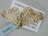  ( - BC_ZSM_Lep_118670)  @11 [ ] by-nc-sa (2023) SNSB, Staatliche Naturwissenschaftliche Sammlungen Bayerns ZSM (SNSB, Zoologische Staatssammlung Muenchen)