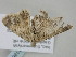  ( - BC_ZSM_Lep_118671)  @11 [ ] by-nc-sa (2023) SNSB, Staatliche Naturwissenschaftliche Sammlungen Bayerns ZSM (SNSB, Zoologische Staatssammlung Muenchen)