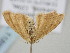  ( - BC_ZSM_Lep_118692)  @11 [ ] by-nc-sa (2023) SNSB, Staatliche Naturwissenschaftliche Sammlungen Bayerns ZSM (SNSB, Zoologische Staatssammlung Muenchen)